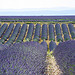 Les champs de lavandin de Valensole par Margotte apprentie naturaliste 5 - Riez 04500 Alpes-de-Haute-Provence Provence France