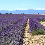 Champs de Lavandin du plateau de Valensole by Margotte apprentie naturaliste 5 - Riez 04500 Alpes-de-Haute-Provence Provence France