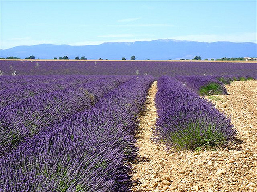 Champs de Lavandin du plateau de Valensole by Margotte apprentie naturaliste 5