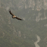 Vautour fauve au dessus du Verdon par Rhansenne.photos - Rougon 04120 Alpes-de-Haute-Provence Provence France