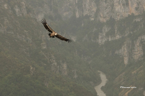 Vautour fauve au dessus du Verdon par Rhansenne.photos