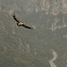 Vautour fauve au dessus du Verdon by Rhansenne.photos - Rougon 04120 Alpes-de-Haute-Provence Provence France