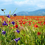 Pied d'Alouette violette et marée de coquelicots dans le Verdon by Margotte apprentie naturaliste 5 - Roumoules 04500 Alpes-de-Haute-Provence Provence France