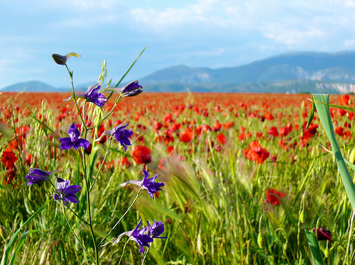 Pied d'Alouette violette et marée de coquelicots dans le Verdon par Margotte apprentie naturaliste 5