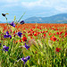 Pied d'Alouette violette et marée de coquelicots dans le Verdon par Margotte apprentie naturaliste 5 - Roumoules 04500 Alpes-de-Haute-Provence Provence France