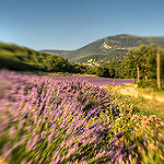 Saint Jurs Champs / Smell of Provence by yesmellow - St. Jurs 04410 Alpes-de-Haute-Provence Provence France