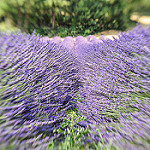 Saint Jurs Smell of Provence par yesmellow - St. Jurs 04410 Alpes-de-Haute-Provence Provence France