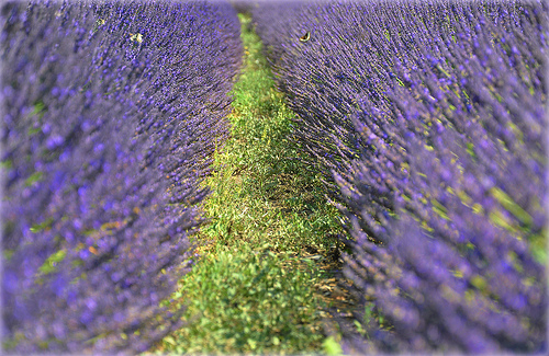 Contraste de Lavande à Saumane par Charlottess