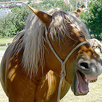 Concours mulassier à Seyne by Margotte apprentie naturaliste 5 - Seyne 04140 Alpes-de-Haute-Provence Provence France