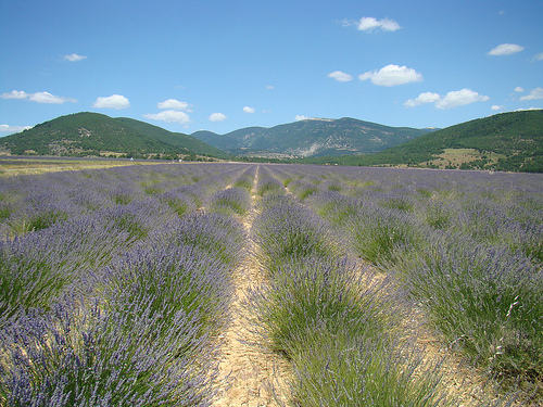 Lavender in La Haute Provence par UniqueProvence