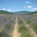 Lavender in La Haute Provence by UniqueProvence - Simiane la Rotonde 04150 Alpes-de-Haute-Provence Provence France