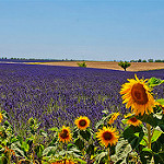 Champs de lavande et tournesol par Jean et Coco - Valensole 04210 Alpes-de-Haute-Provence Provence France