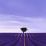 La géométrie de la Lavande by Enrico Cusinatti -   Alpes-de-Haute-Provence Provence France