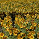 Tournesols en Haute-Provence by Michel Seguret - Manosque 04100 Vaucluse Provence France