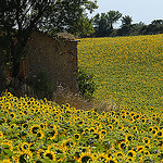 Tournesols en Haute-Provence par Michel Seguret - Valensole 04210 Alpes-de-Haute-Provence Provence France