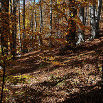 Bois, Chapelle de Lure par Patrick.Raymond - St. Etienne les Orgues 04230 Alpes-de-Haute-Provence Provence France