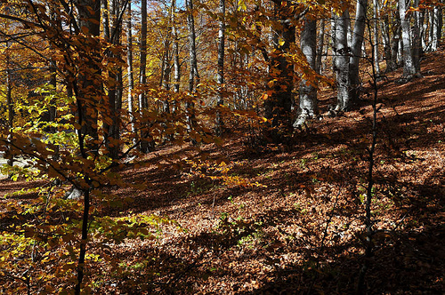 Bois, Chapelle de Lure par Patrick.Raymond