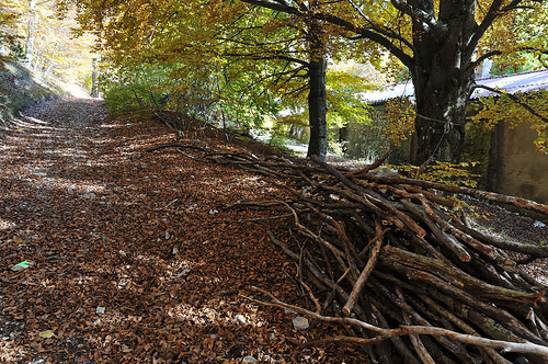 Bois, Chapelle de Lure par Patrick.Raymond