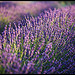 Respirez... by Michel-Delli - St. Jeannet 06640 Alpes-de-Haute-Provence Provence France