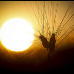 Soleil couchant sur les blés by Michel-Delli - St. Jeannet 06640 Alpes-de-Haute-Provence Provence France