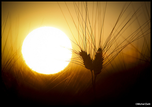 Soleil couchant sur les blés by Michel-Delli