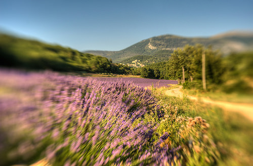 Saint Jurs Champs / Smell of Provence par yesmellow