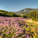 Saint Jurs Champs / Smell of Provence by yesmellow - St. Jurs 04410 Alpes-de-Haute-Provence Provence France