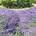 Saint Jurs Smell of Provence par yesmellow - St. Jurs 04410 Alpes-de-Haute-Provence Provence France