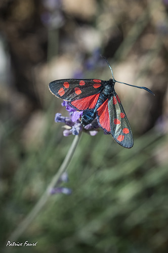 Papillon rouge et noir by Patrice Fauré