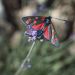 Papillon rouge et noir by Patrice Fauré - St. Jurs 04410 Alpes-de-Haute-Provence Provence France