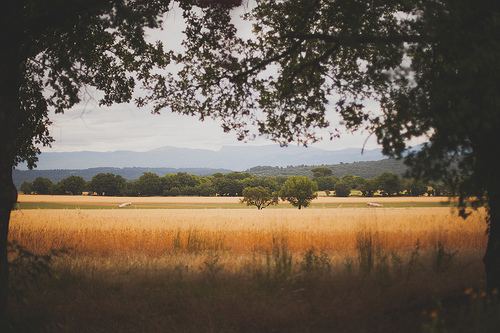 Champs de blé  by Dri.Castro