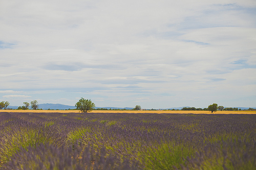 Paysage de lavandes par Dri.Castro