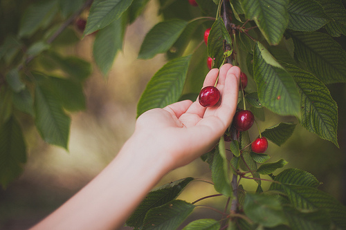 Cerises - Le Moulin du Chateau by Dri.Castro