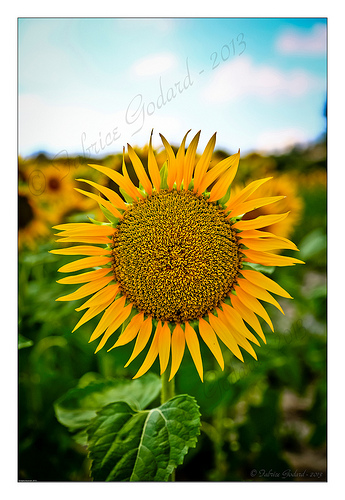 Tournesol / Sunflower par F.I.T. World