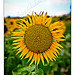 Tournesol / Sunflower by F.I.T. World - St. Michel l'Observatoire 04870 Alpes-de-Haute-Provence Provence France