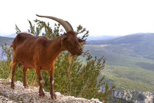 Verdon - rencontre avec une chèvre by ChrisEdwards0