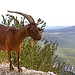 Verdon - rencontre avec une chèvre par ChrisEdwards0 - Sainte Croix du Verdon 04500 Alpes-de-Haute-Provence Provence France