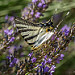 Papillon : le flambé par marcol-04 - Ste. Tulle 04220 Alpes-de-Haute-Provence Provence France