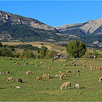 Les moutons de Sisteron / Haute-Provence par Babaou - Thoard 04380 Alpes-de-Haute-Provence Provence France