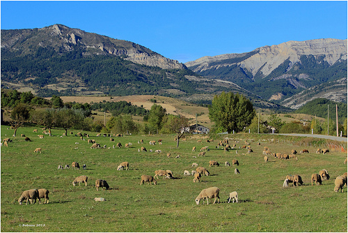 Les moutons de Sisteron / Haute-Provence par Babaou