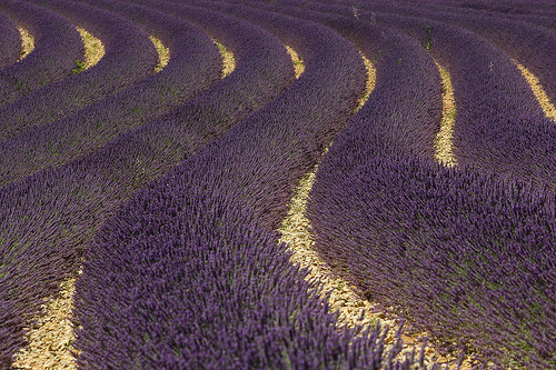 Serpentins de lavandes - Couleurs et graphisme au naturel by bobpado