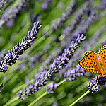 le papillon et les lavandes by christian.man12 - Valensole 04210 Alpes-de-Haute-Provence Provence France