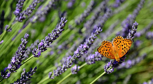 le papillon et les lavandes by christian.man12