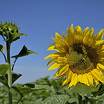 ouvert, fermé - tournesol par christian.man12 - Valensole 04210 Alpes-de-Haute-Provence Provence France