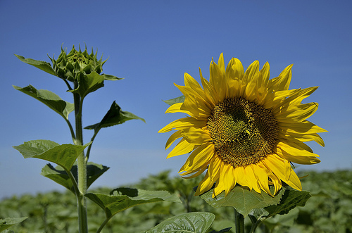 ouvert, fermé - tournesol par christian.man12