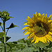 ouvert, fermé - tournesol par christian.man12 - Valensole 04210 Alpes-de-Haute-Provence Provence France