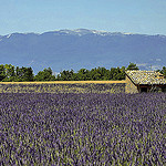 Le cabanon dans les lavandes par christian.man12 - Valensole 04210 Alpes-de-Haute-Provence Provence France