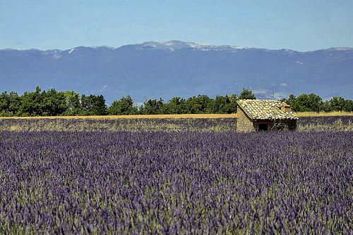 Le cabanon dans les lavandes by christian.man12