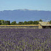 Le cabanon dans les lavandes by christian.man12 - Valensole 04210 Alpes-de-Haute-Provence Provence France