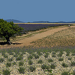 Plantations de lavandes de divers ages par christian.man12 - Valensole 04210 Alpes-de-Haute-Provence Provence France